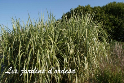 Miscanthus sinensis var condensatus cabaret